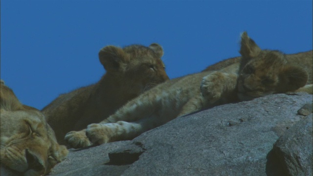 非洲狮幼崽和母狮在岩石上露头视频素材