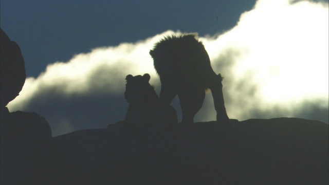 岩石上非洲狮和母狮的剪影视频素材