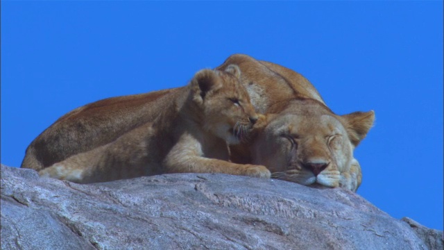 非洲母狮在岩石上，幼仔爬在她身上，咬她的耳朵视频素材