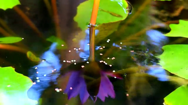 美丽的睡莲和鱼视频下载