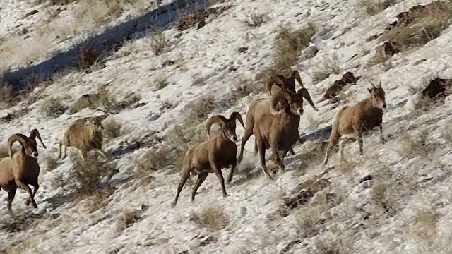 WS/SLOMO拍摄了4只大角绵羊(加拿大绵羊)在雪地里追逐一只母羊，它们又跑又跳视频下载