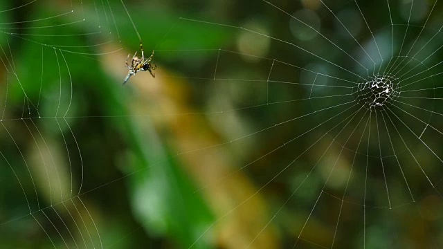 在泰国的森林里织网。视频素材