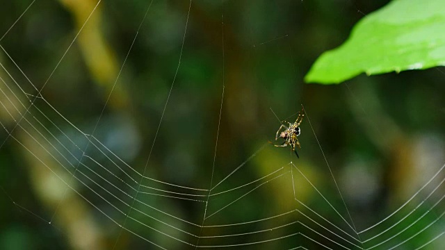在泰国的森林里织网。视频素材