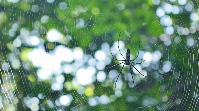 泰国森林里蜘蛛网上的蜘蛛。视频素材