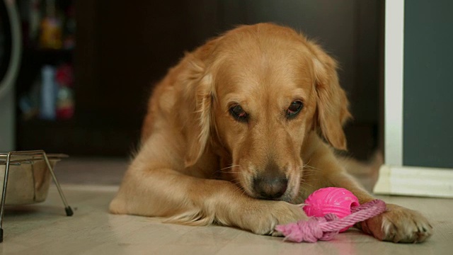 可爱的金毛猎犬躺在地板上，舔它的爪子视频下载