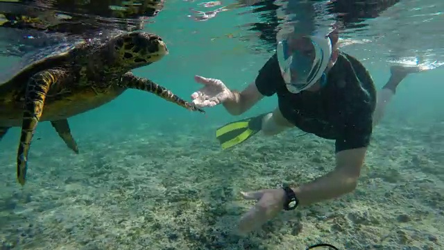 塞舌尔-玳瑁海龟(Eretmochelys imbricata)与潜水员1视频下载