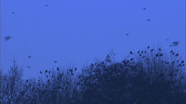 英国诺福克，黎明时分，白嘴鸦(乌鸦)从巢中飞出视频素材
