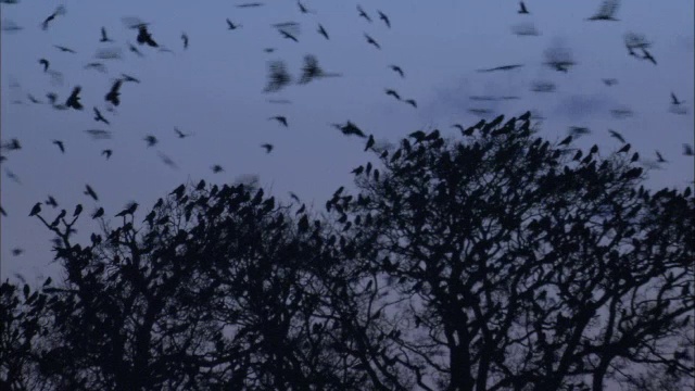 英国诺福克，白嘴鸦(乌鸦)在拂晓飞过白嘴鸦群视频素材