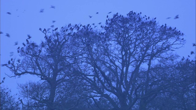 黎明时分，英国诺福克，白嘴鸦(乌鸦)飞往栖息的白嘴鸦巢视频素材