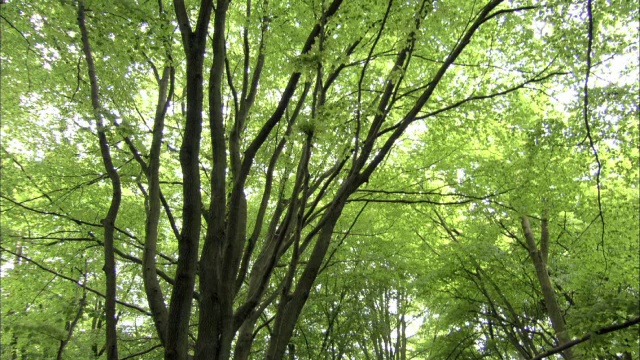 英国林地的一种山毛榉树(山毛榉林)视频素材