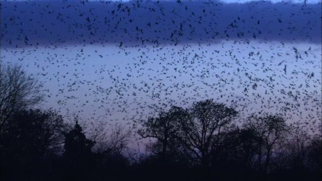 英国诺福克，白嘴鸦(乌鸦)在拂晓飞过白嘴鸦群视频素材