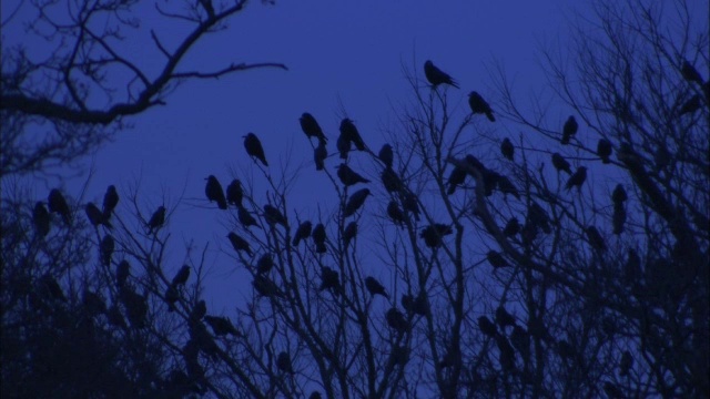英国诺福克，白嘴鸦(乌鸦)在拂晓时围着白嘴鸦飞来飞去视频素材