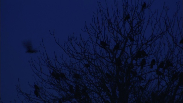 英国诺福克，白嘴鸦(乌鸦)在拂晓时围着白嘴鸦飞来飞去视频素材