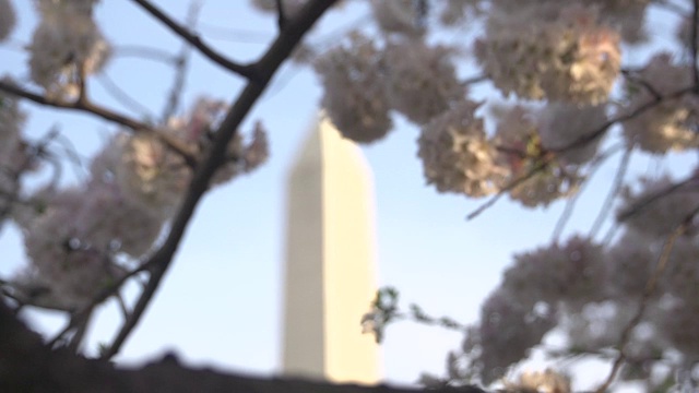樱花盛开后的华盛顿纪念碑视频下载