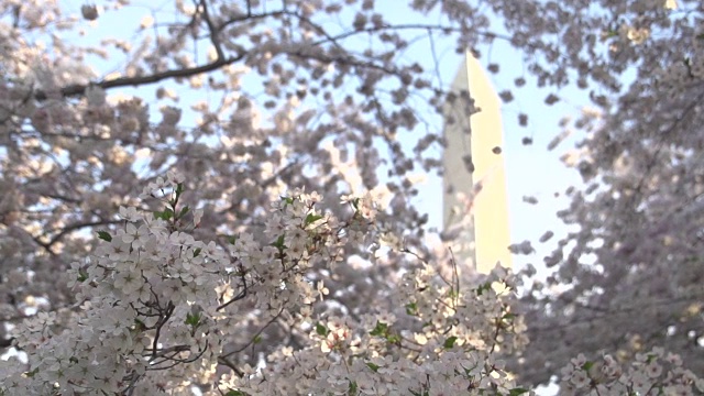 华盛顿纪念碑前的花朵视频下载