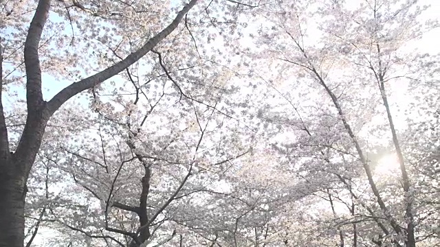 樱花盛开视频下载