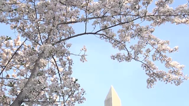 慢速降落到盛开的华盛顿纪念碑视频下载