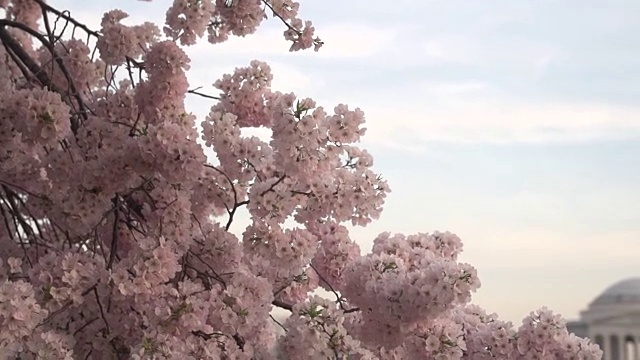 杰弗逊纪念堂前的樱花视频下载