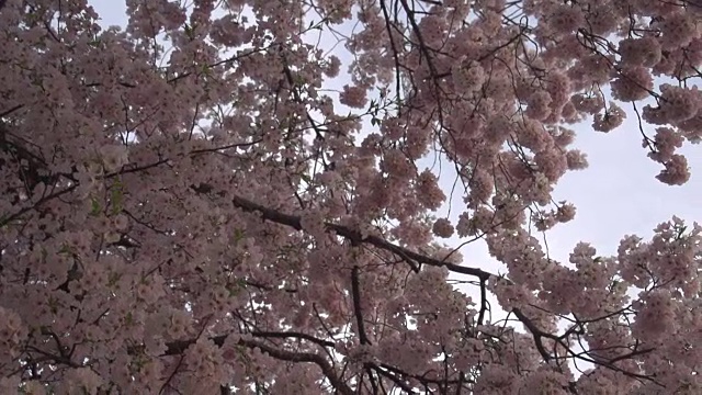 深粉色樱花视频下载
