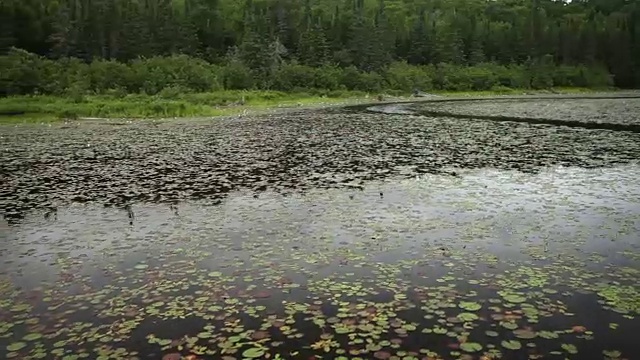 漂浮在黑暗湖上的睡莲花瓣上视频素材