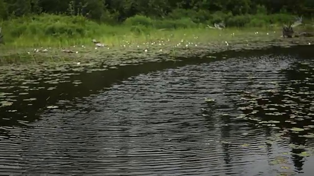 睡莲衬里的路径在水中视频下载