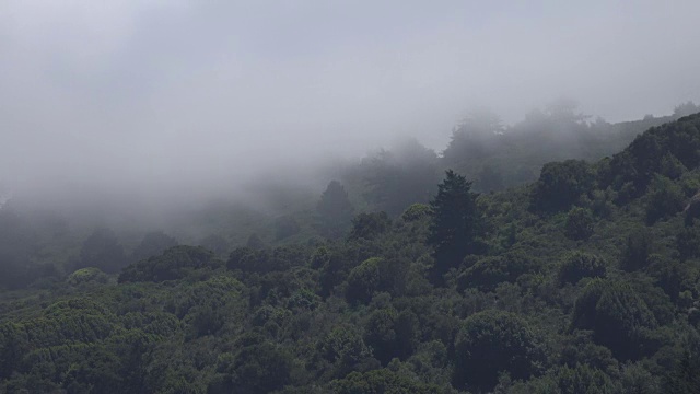 雾倾泻松林视频下载