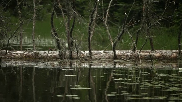 漂浮在林地溪的细芦苇视频下载