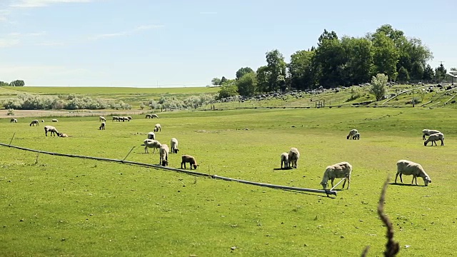 白天羊群在田野里视频下载