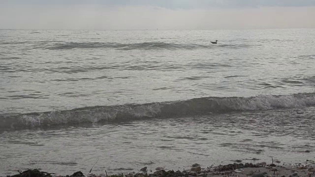 海鸥在海浪上漂浮视频下载