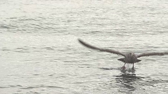暗色海鸥在波涛上漂浮视频下载