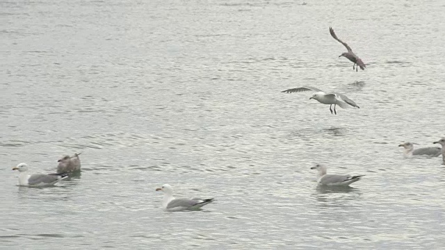 海鸥成群地降落在水面上视频下载