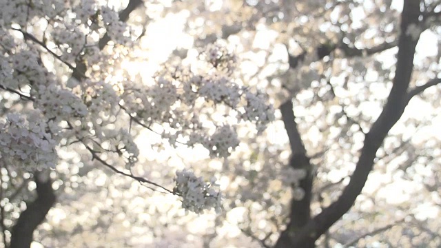 阳光穿过樱花视频下载