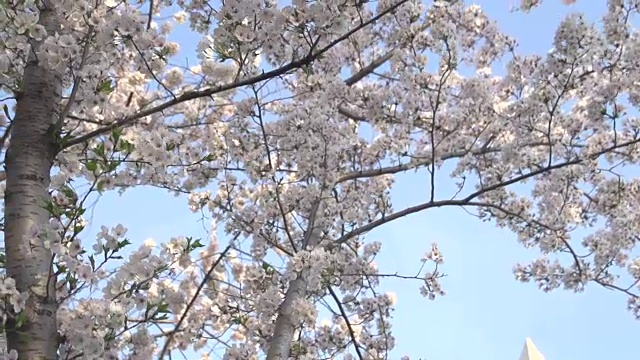 华盛顿纪念碑周围的花朵视频下载