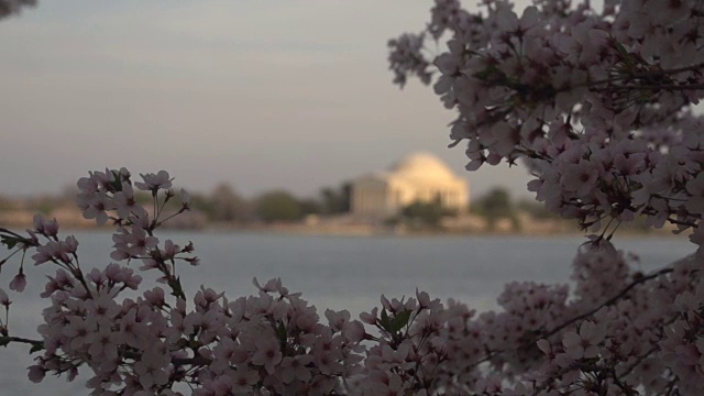 背景中失去焦点的杰斐逊纪念堂视频下载