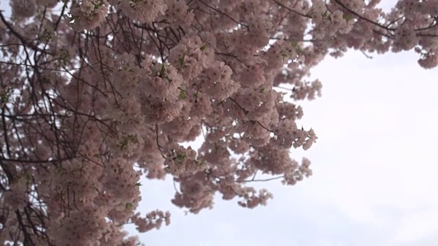 慢盘在华盛顿的樱花视频下载