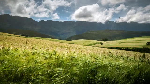 南非西开普省的Riviersonderend，成熟小麦的WS T/L镜头随风摇摆视频下载