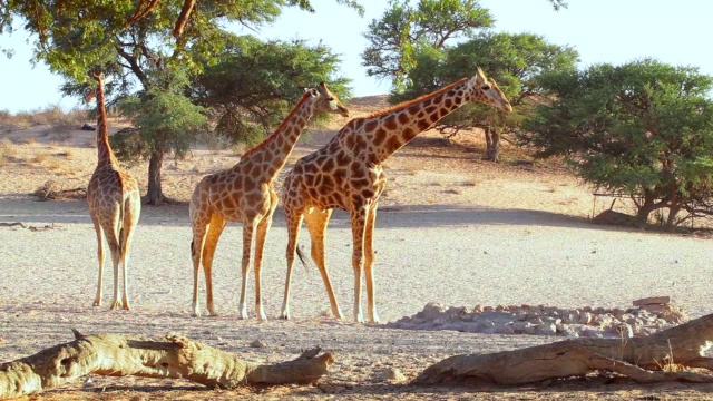 长颈鹿从水坑喝水/ Kgalagadi越境公园，北开普，南非视频下载