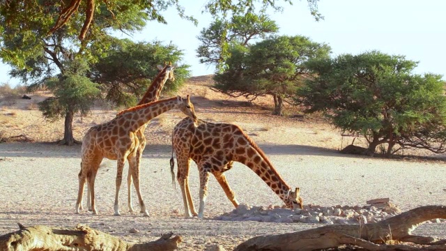 长颈鹿从水坑喝水/ Kgalagadi越境公园，北开普，南非视频下载