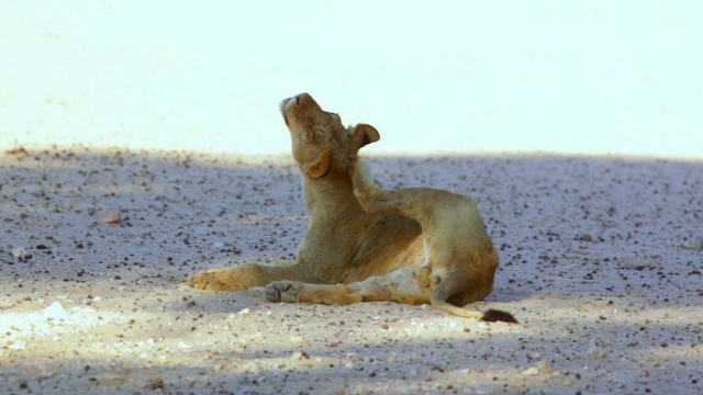 年轻雄狮抓挠自己/卡拉加迪越境公园，北开普，南非视频下载