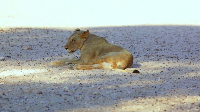 图为南非北开普Kgalagadi越境公园，年轻的雄狮在水坑边抓挠自己，边喝水视频下载