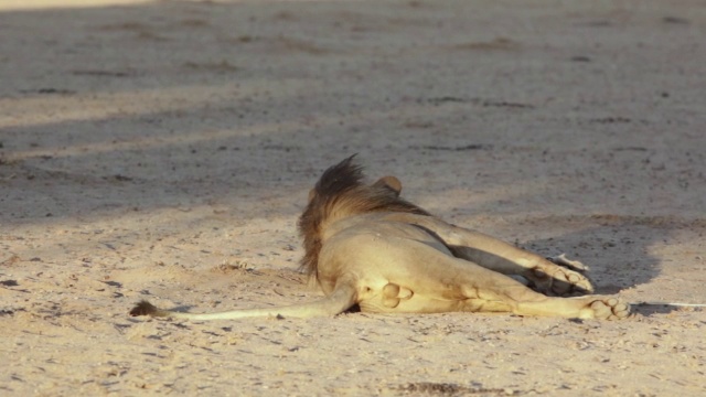 图为雄狮怒吼/ Kgalagadi越境公园，北开普，南非视频下载