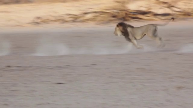 狮子互相追逐和打斗的镜头/卡拉加迪越境公园，北开普，南非视频下载