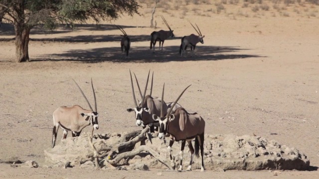 大羚羊(大羚羊)在水坑/ Kgalagadi越界公园，北开普，南非视频下载