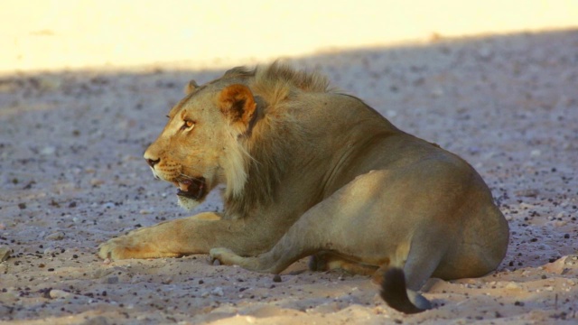 年轻雄狮躺在沙地上的MS镜头/卡拉加迪越境公园，北开普，南非视频下载