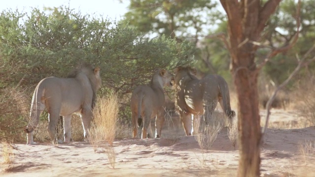 三只狮子嗅着灌木丛和咆哮/ Kgalagadi越境公园，北开普，南非视频下载