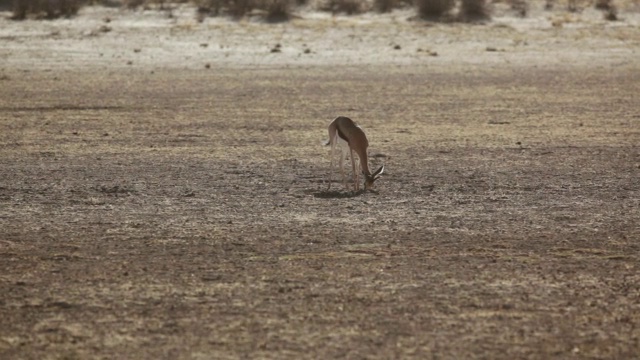 羚羊在沙中挖掘食物的WS拍摄/ Kgalagadi越界公园，北开普，南非视频下载