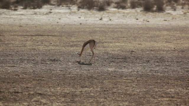 Springbok在沙中挖掘食物的MS Shot / Kgalagadi越界公园，北开普，南非视频下载