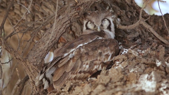 Verreaux的鹰鸮在树上睡觉的照片/ Kgalagadi越境公园，北开普，南非视频下载