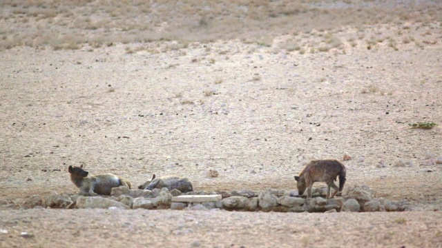 在南非北开普的Kgalagadi越界公园的水坑拍摄的棕色斑点鬣狗视频下载