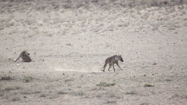 在南非北开普的Kgalagadi越界公园的水坑拍摄的棕色斑点鬣狗视频下载